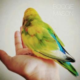 BOOGIE MASON / MY TAIL